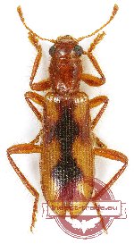 Cleridae sp. 12B