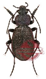 Carabus (Diocarabus) loschnikovii