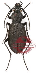 Carabus (Diocarabus) opaculus opaculus