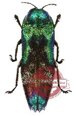 Coraebus hastanus ssp. hastanus Gory et Laporte, 1839 (A2)