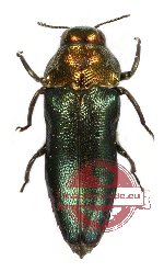 Melibaeus sp. 1 (5 pcs A2)