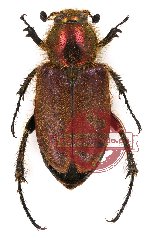 Amphicoma sp. 1 (8 pcs - 6x male, 2x female)