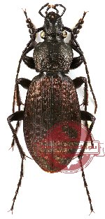 Carabus (Leptinocarabus) venustus
