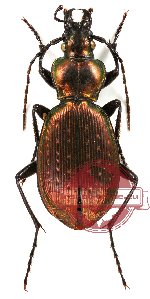 Carabus (Microplectes) convallium Stark