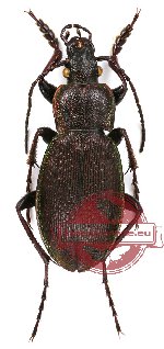 Carabus (Morphocarabus) henningi sahlbergi Dejean