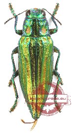 Chrysodema impressicollis