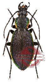 Carabus (Morphocarabus) hummeli tristiculus Kraatz