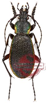 Carabus (Morphocarabus) hummeli tristiculus Kraatz