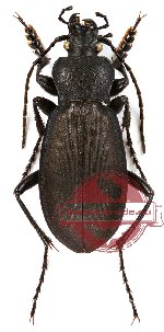 Carabus (Pachycyrabus) roseri Faldermann, 1835