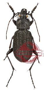 Carabus (s.str.) granulatus telluris Bates, 1883