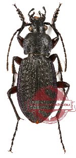 Carabus (s.str.) arcensis faldermanni Dejean