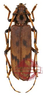 Oplatocera maculata Pic, 1946