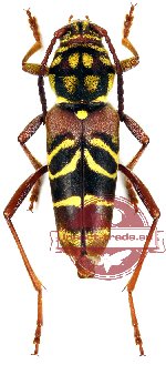 Xylotrechus rufobasalis (A-)