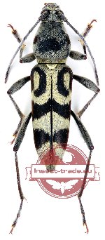 Chlorophorus annulatus