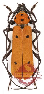 Rosalia (Eurybatus) decempunctata