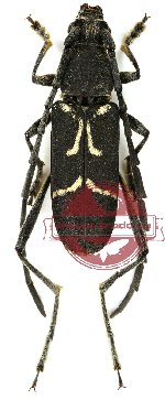 Prothema vulgare Holzschuh, 2017