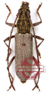 Dymasius aureofulvescens