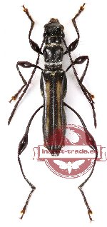 Artimpaza curtelineata (Pic, 1922) (A-)