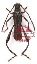 Microdebilissa furva