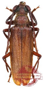 Aegosoma cuneicornis (Komiya, 2000)