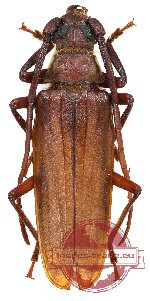 Aegosoma cuneicornis (Komiya, 2000)