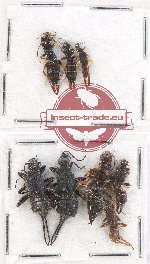 Scientific lot no. 103 Dermaptera (8 pcs)