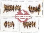 Scientific lot no. 110 Dermaptera (27 pcs)