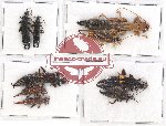 Scientific lot no. 108 Dermaptera (9 pcs)