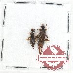 Scientific lot no. 115 Dermaptera (2 pcs)