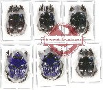 Scientific lot no. 583 Coprophaga (6 pcs)