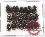 Scientific lot no. 582 Coprophaga (Aphodius spp.) (23 pcs)