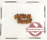 Scientific lot no. 579 Coprophaga (15 pcs)