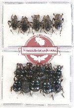 Scientific lot no. 584 Coprophaga (15 pcs)