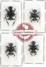 Scientific lot no. 575 Coprophaga (4 pcs)