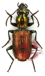 Catascopus sp. 3