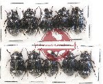 Hybosorinae sc. lot no. 90 (10 pcs)