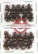 Hybosorinae sc. lot no. 92 (20 pcs)