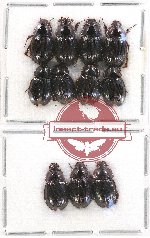 Hybosorinae sc. lot no. 93 (11 pcs)