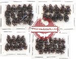 Hybosorinae sc. lot no. 94 (54 pcs)