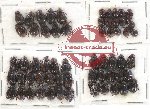 Hybosorinae sc. lot no. 95 (60 pcs)