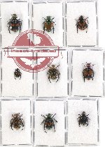 Scientific lot no. 225 Rutelinae (9 pcs)