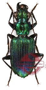 Catascopus sp. 4