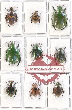 Scientific lot no. 224 Rutelinae (9 pcs)