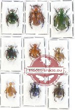 Scientific lot no. 223 Rutelinae (9 pcs)