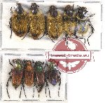 Scientific lot no. 6 Glaphyrinae (9 pcs)