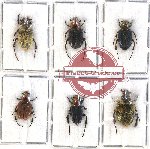 Scientific lot no. 9 Glaphyrinae (6 pcs A-, A2)