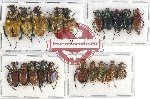 Scientific lot no. 7 Glaphyrinae (20 pcs A-, A2)