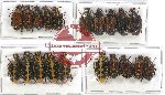 Scientific lot no. 37 Cetoniidae (20 pcs)