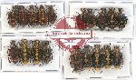 Scientific lot no. 39 Cetoniidae (20 pcs)