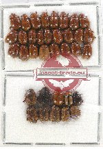 Scientific lot no. 23 Sericinae (36 pcs)